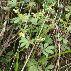 Alchemilla procumbens