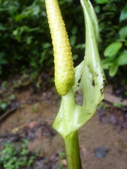Anthurium ochranthum