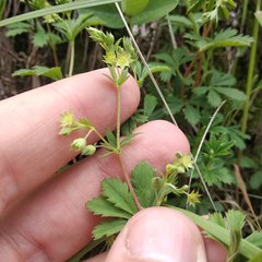 Alchemilla procumbens