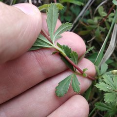 Alchemilla procumbens