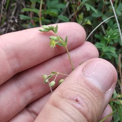 Alchemilla procumbens
