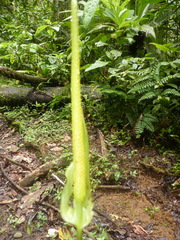 Anthurium ochranthum