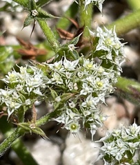 Chorizanthe diffusa