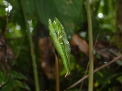 Anthurium ochranthum