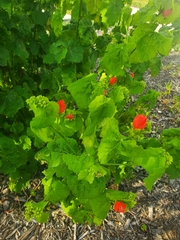 Malvaviscus arboreus