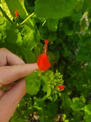 Malvaviscus arboreus