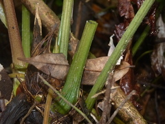 Anthurium ochranthum