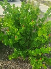 Malvaviscus arboreus