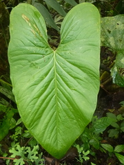 Anthurium ochranthum