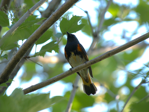 Setophaga ruticilla image
