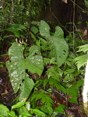 Anthurium ochranthum