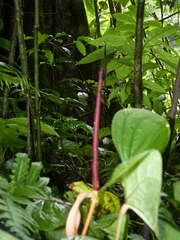 Anthurium ochranthum
