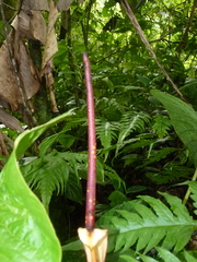 Anthurium ochranthum