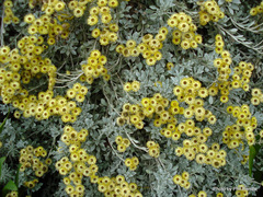 Helichrysum argyrophyllum