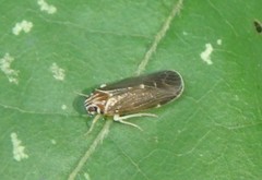 Synecdoche impunctata