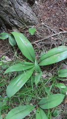 Clintonia borealis