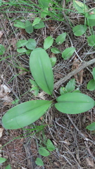 Clintonia borealis