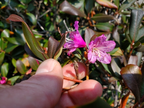 Image of Rhododendron smokianum by (c) Will Kuhn, some rights reserved (CC BY)