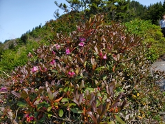 Rhododendron smokianum