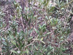Olearia viscosa
