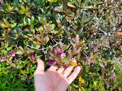 Rhododendron smokianum
