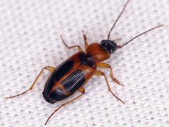 Badister neopulchellus