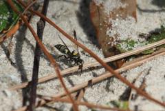 Hoplisoides semipunctatus