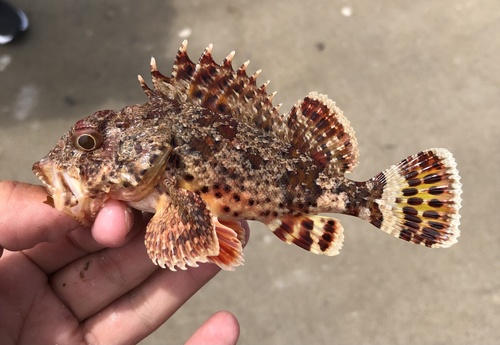 California Scorpionfish