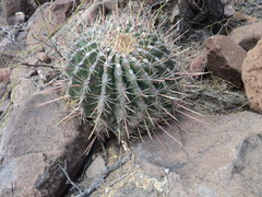 Ferocactus emoryi rectispinus