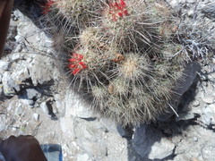 Pond's Cactus (Mammillaria pondii)
