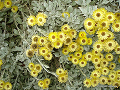 Helichrysum argyrophyllum