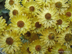 Helichrysum argyrophyllum