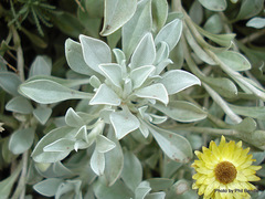 Helichrysum argyrophyllum