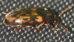 Mycetophagus pluripunctatus