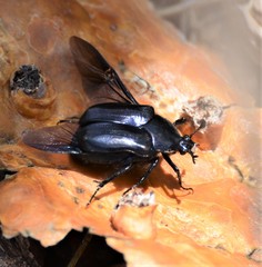 Cotinis antonii