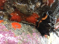 Cryptoconchus porosus