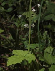 Tiarella trifoliata trifoliata