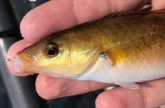 Halichoeres californicus