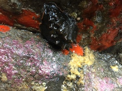 Cryptoconchus porosus