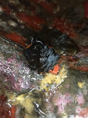 Cryptoconchus porosus