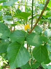 Erythrina variegata