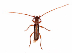 Ossibia fuscata