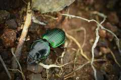 Pasimachus metallicus