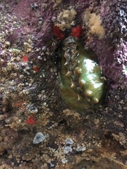 Cryptoconchus porosus