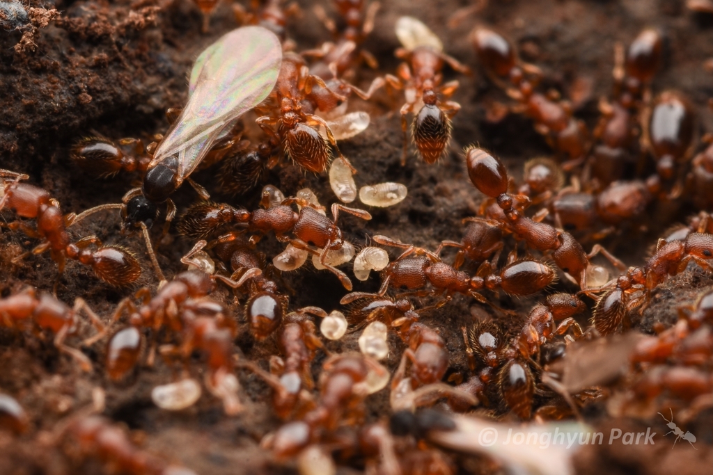 Ant