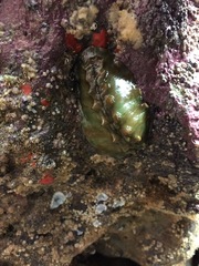 Cryptoconchus porosus