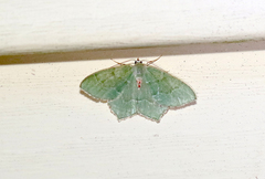 Thalera pistasciaria