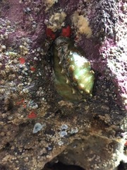 Cryptoconchus porosus