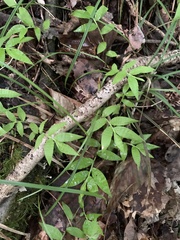 Oplismenus hirtellus setarius
