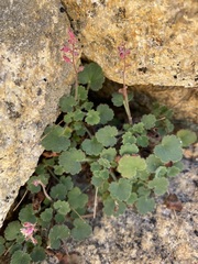 Heuchera hirsutissima